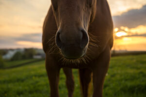 Horse Nose Texarkana TX