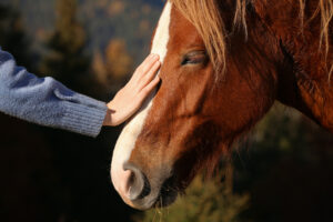 horse texarkana tx