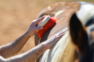 equestrian therapy texarkana tx