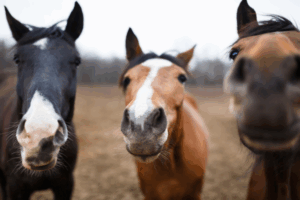 love horses texarkana tx