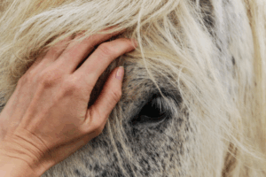 horses community texarkana tx