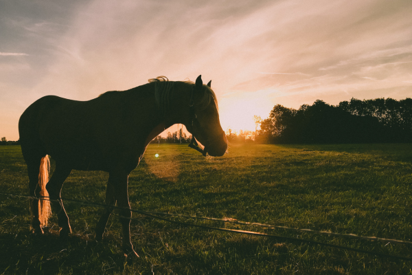 equine assisted services texarkana tx