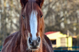 working with a horse texarkana tx